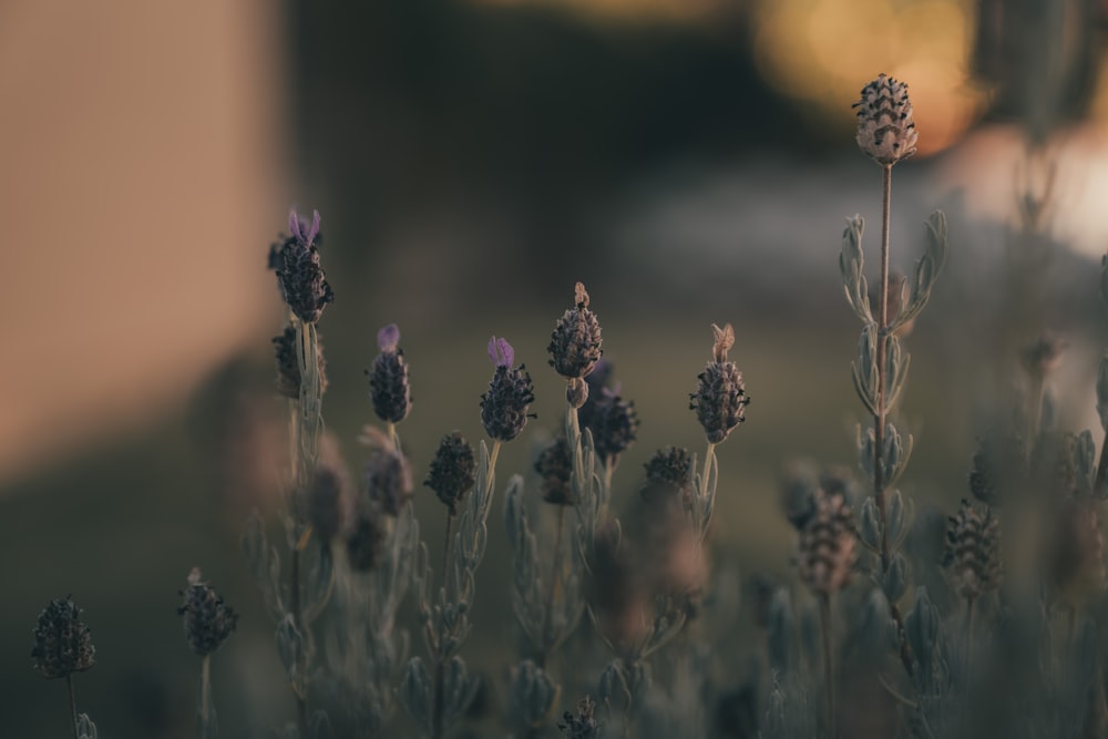 brown and purple flowers in tilt shift lens