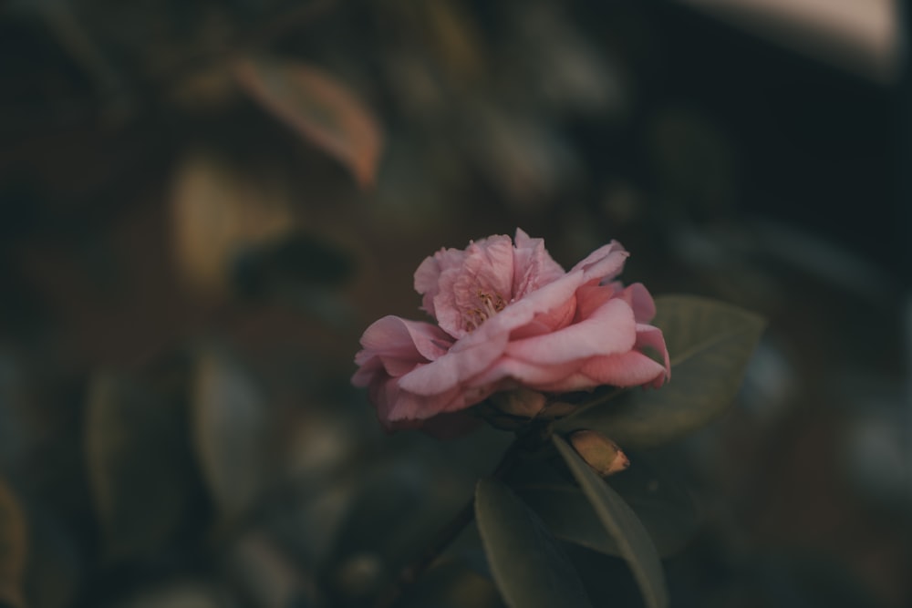 pink rose in bloom during daytime