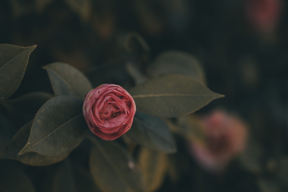 red rose in bloom during daytime