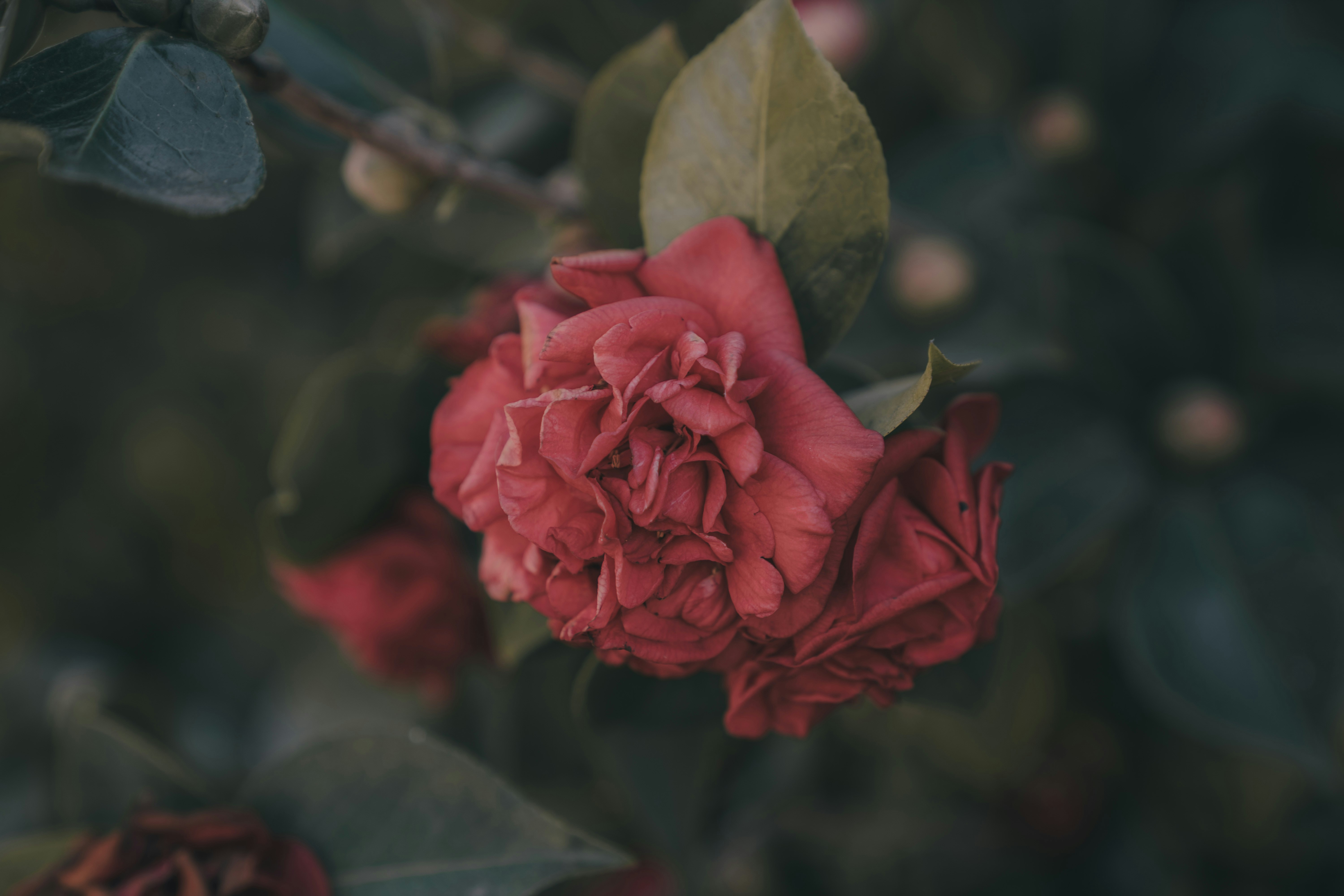 red rose in bloom during daytime