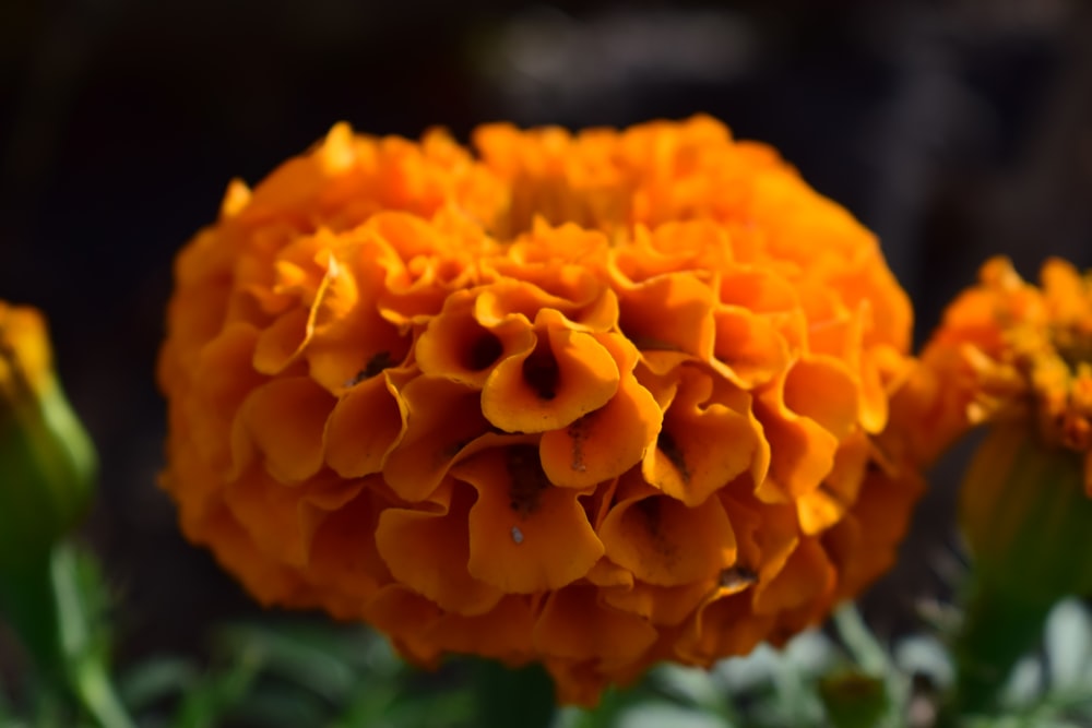 orange flower in tilt shift lens