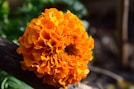orange flower in tilt shift lens