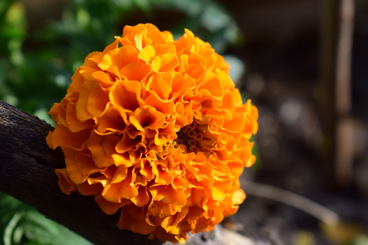 Growing Marigolds
