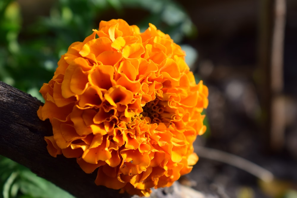 flor alaranjada na lente tilt shift