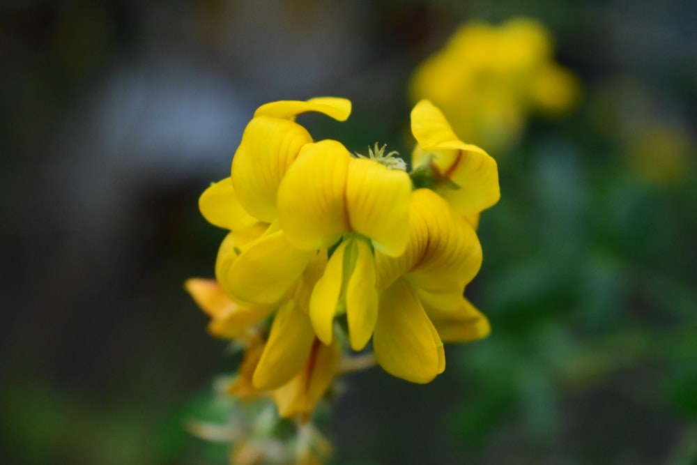 yellow daffodils in bloom during daytime