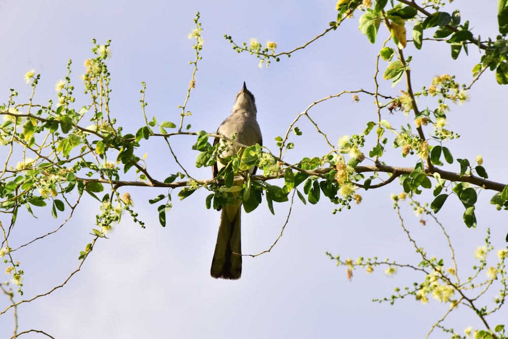 gray and white bird on tree branch during daytime