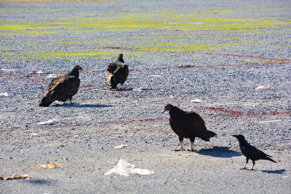 black and brown birds on gray sand during daytime