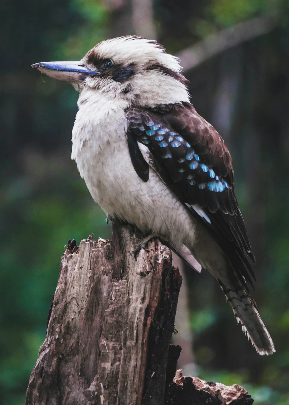 white and black bird on brown tree branch