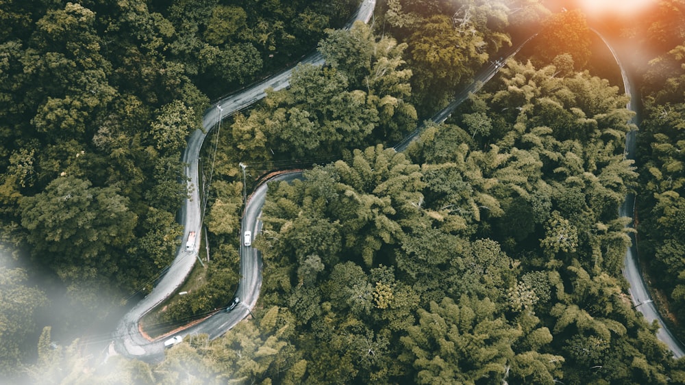 Veduta aerea di alberi verdi durante il giorno