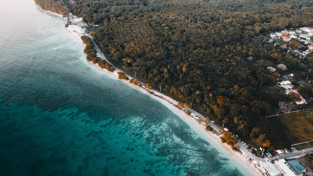 aerial view of green trees beside body of water during daytime