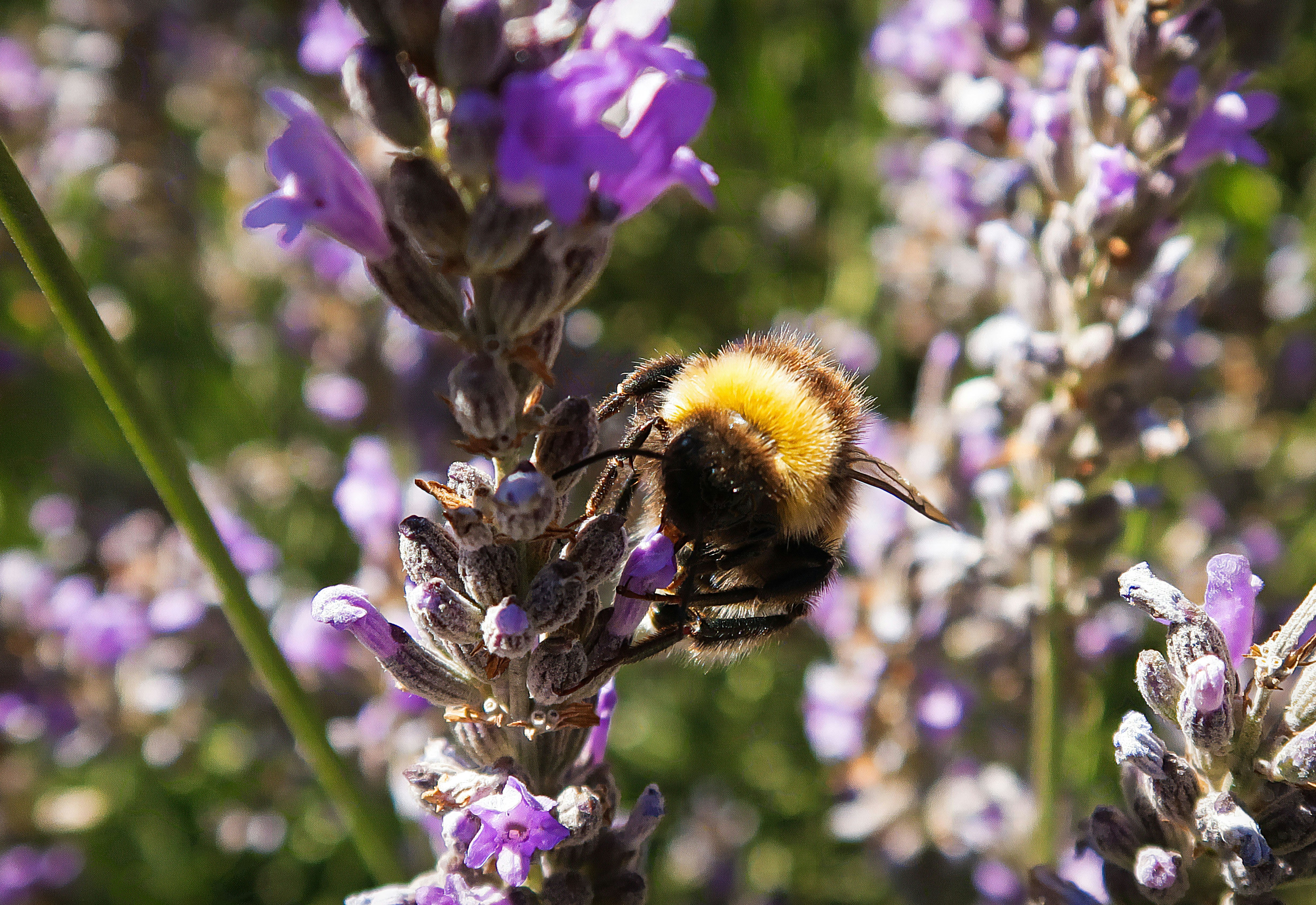 Photo by argentinanatural