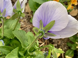 Close-up of a blooming violet with delicate purple petals and lush green leaves