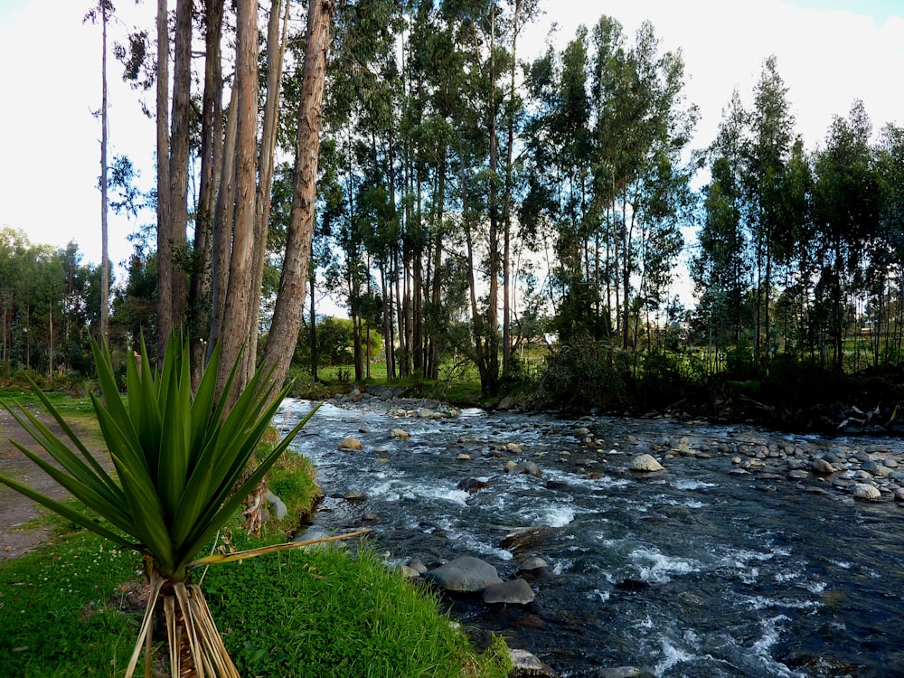 green trees on green grass field near river during daytime