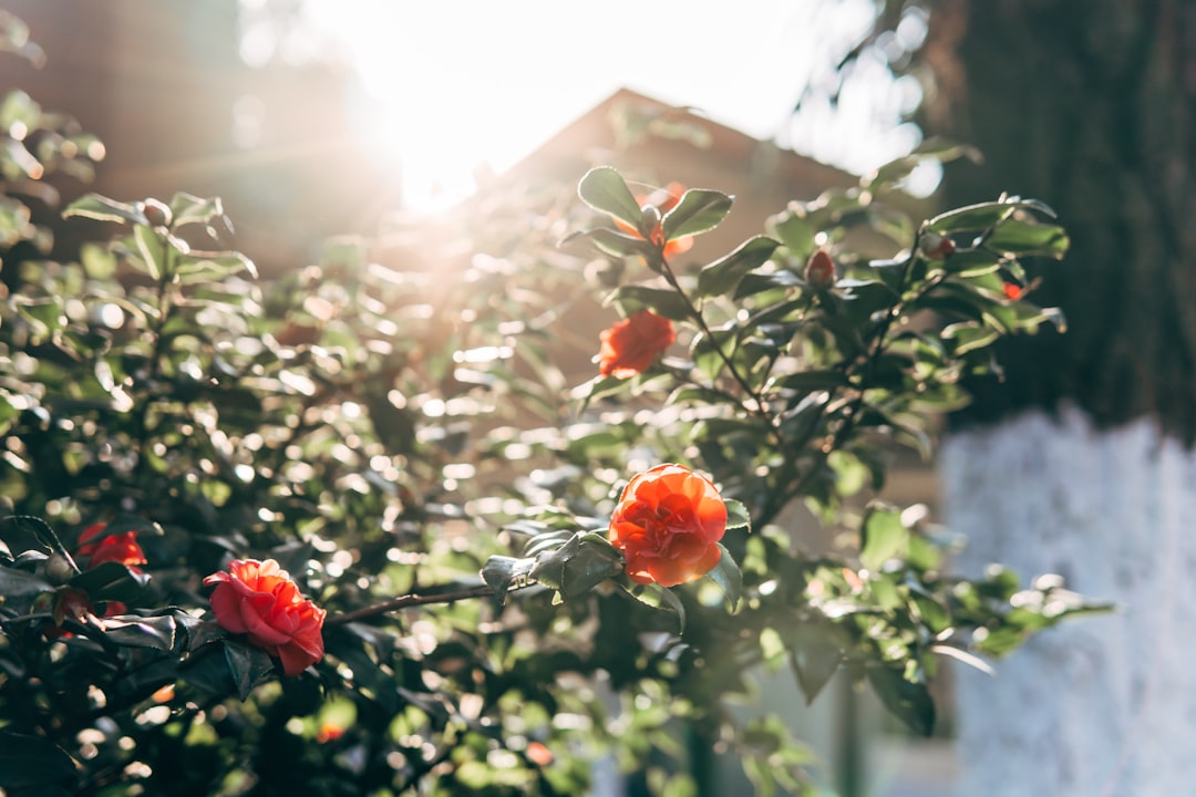 red flowers with green leaves during daytime