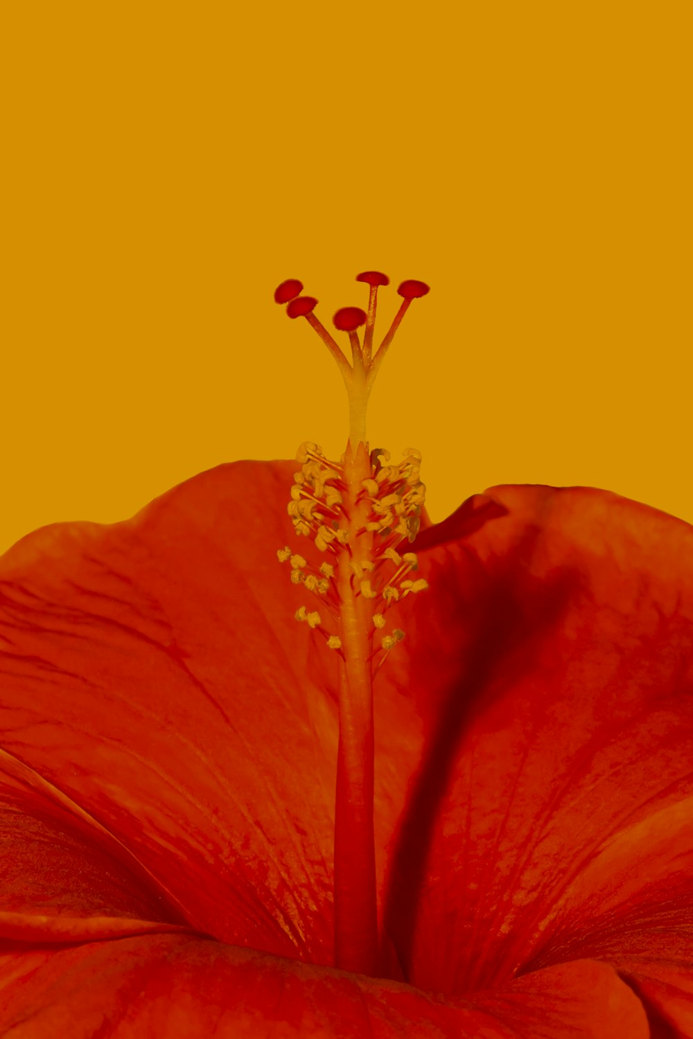 red hibiscus in close up photography