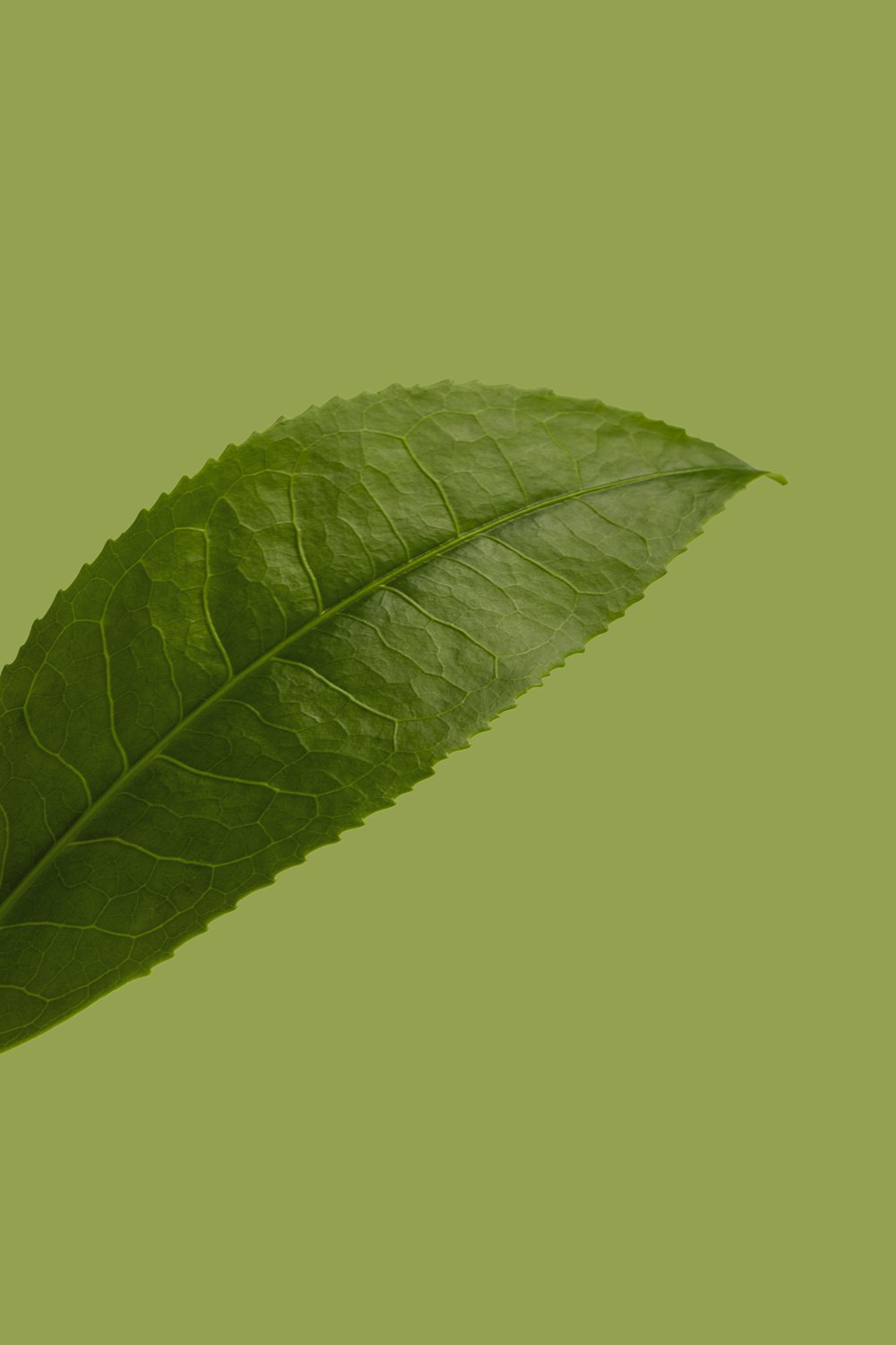 green leaf with water droplets