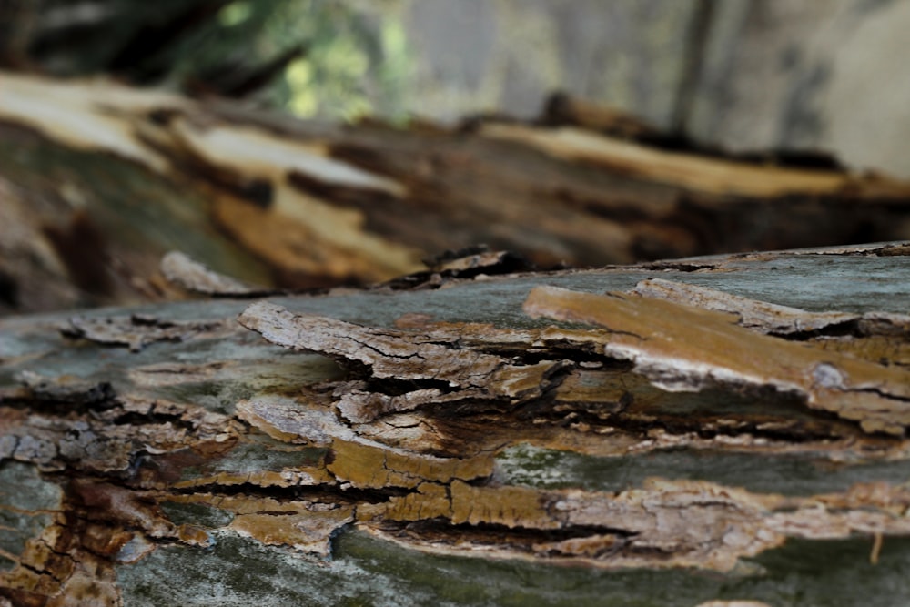 brown and white wood log