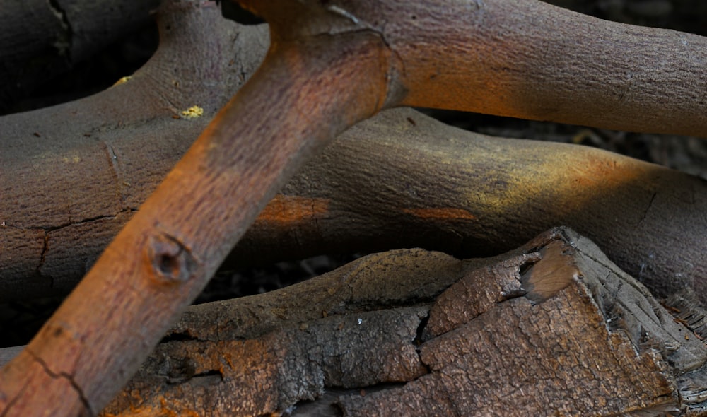 brown wood log on brown soil