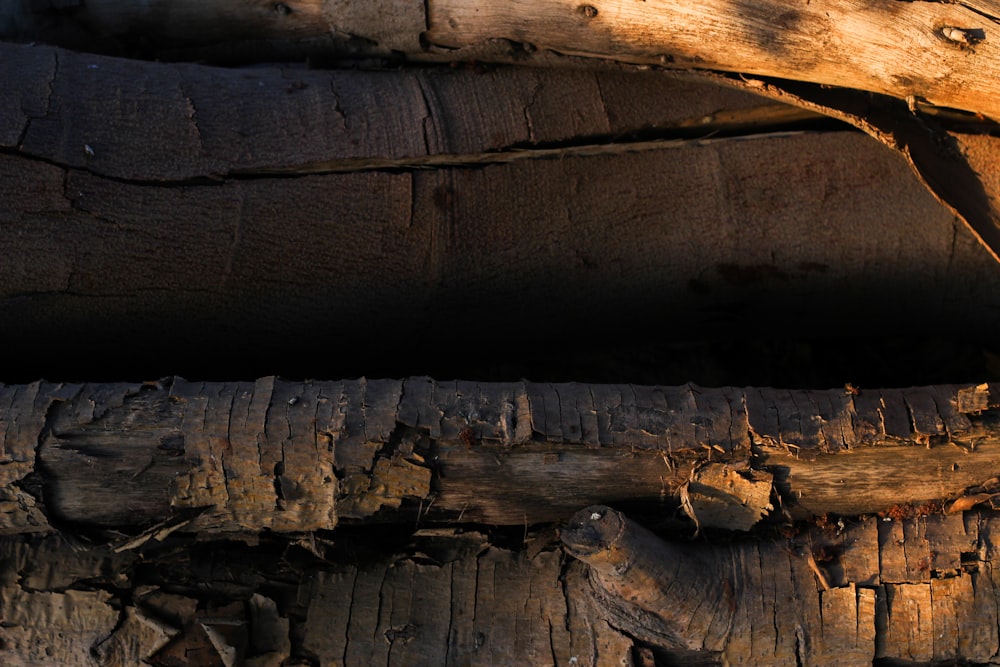 brown and gray wooden log