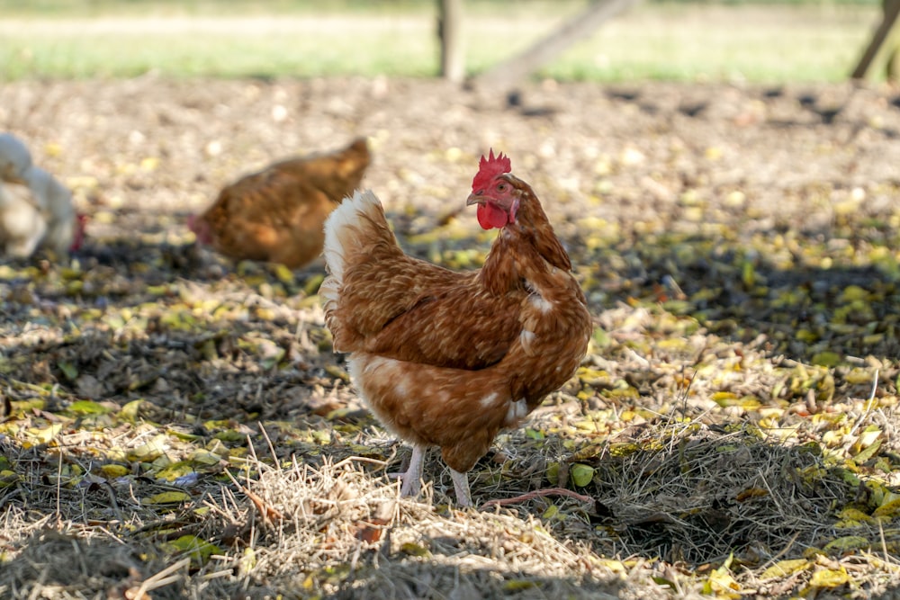 Gallina marrón en hierba verde durante el día