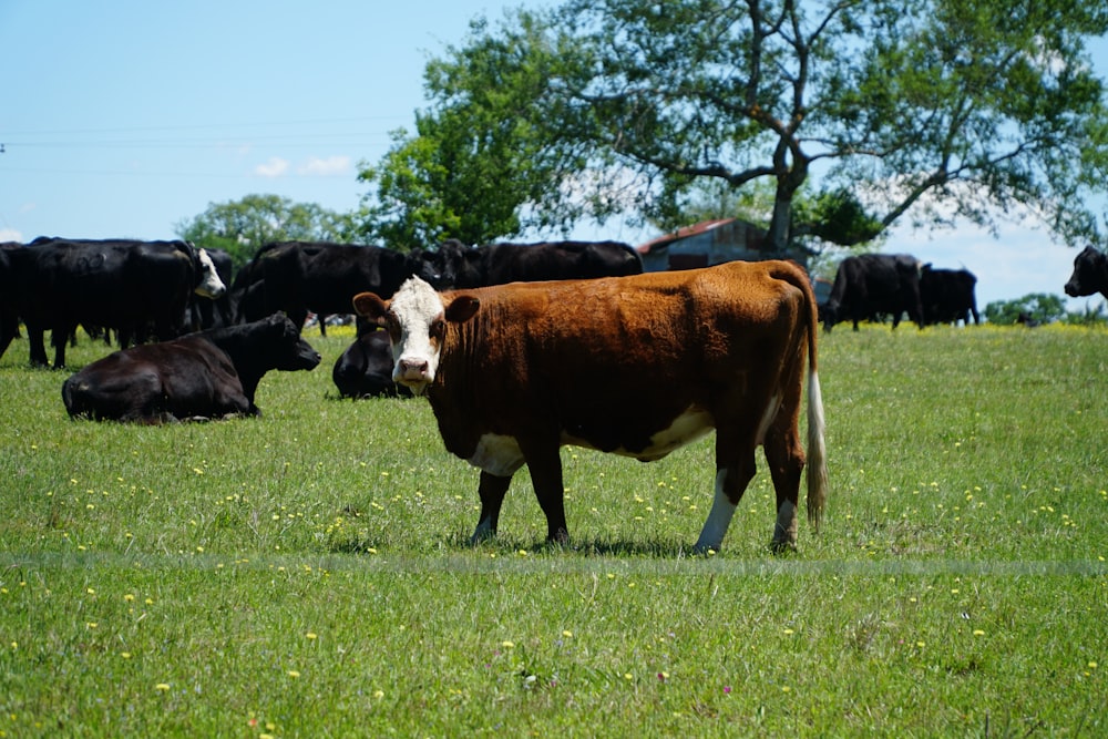 brown and white cow on green grass field during daytime