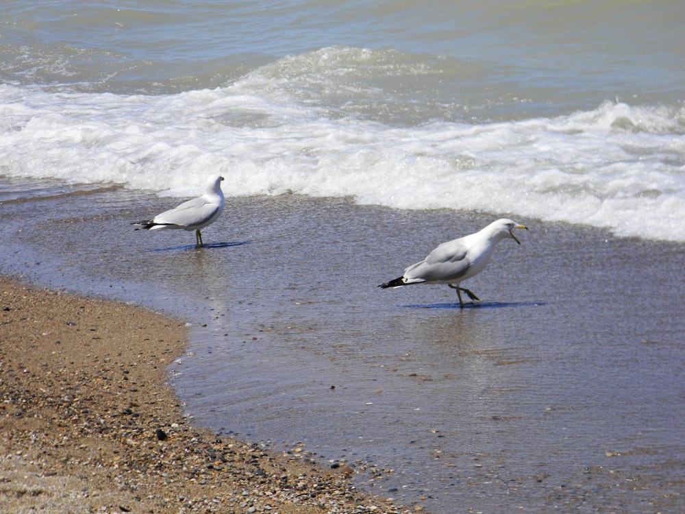 white bird on brown sand near body of water during daytime