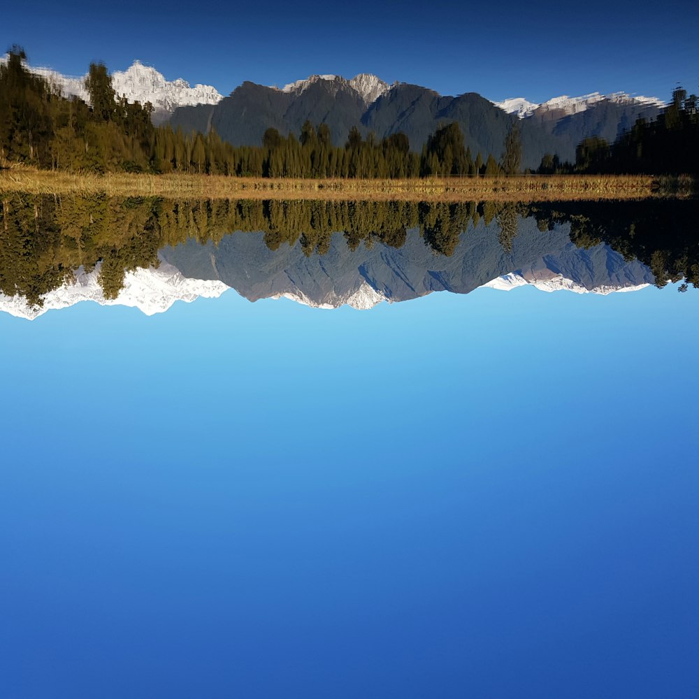 arbres verts près du lac pendant la journée