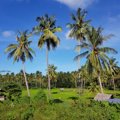 a lush green field surrounded by palm trees