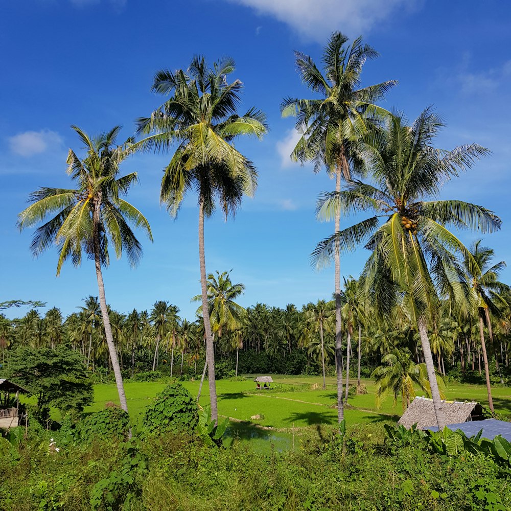 a lush green field surrounded by palm trees