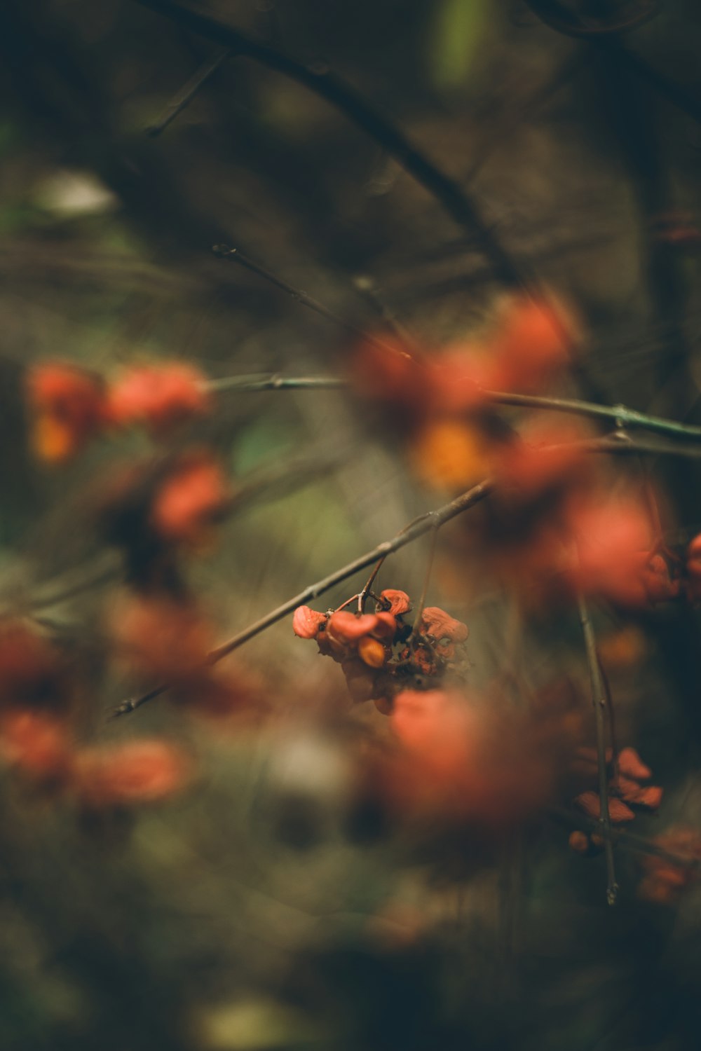 orange flower buds in tilt shift lens