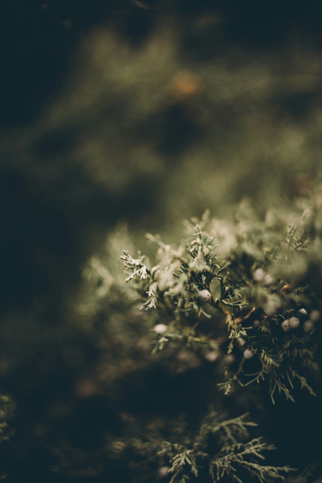 green leaves in black and white