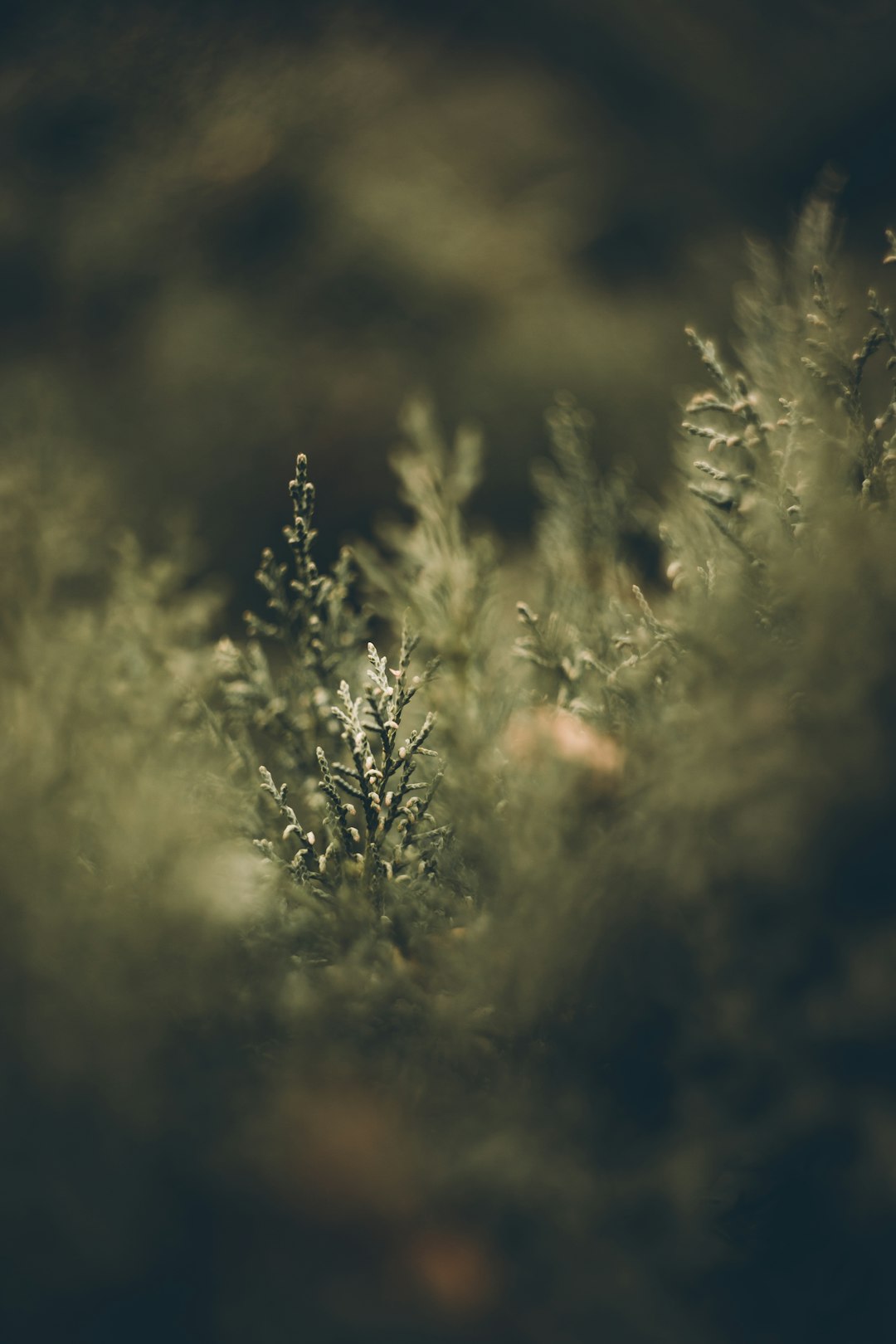 green plant in tilt shift lens