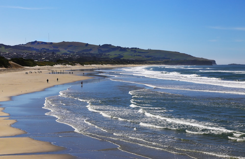 people on beach during daytime