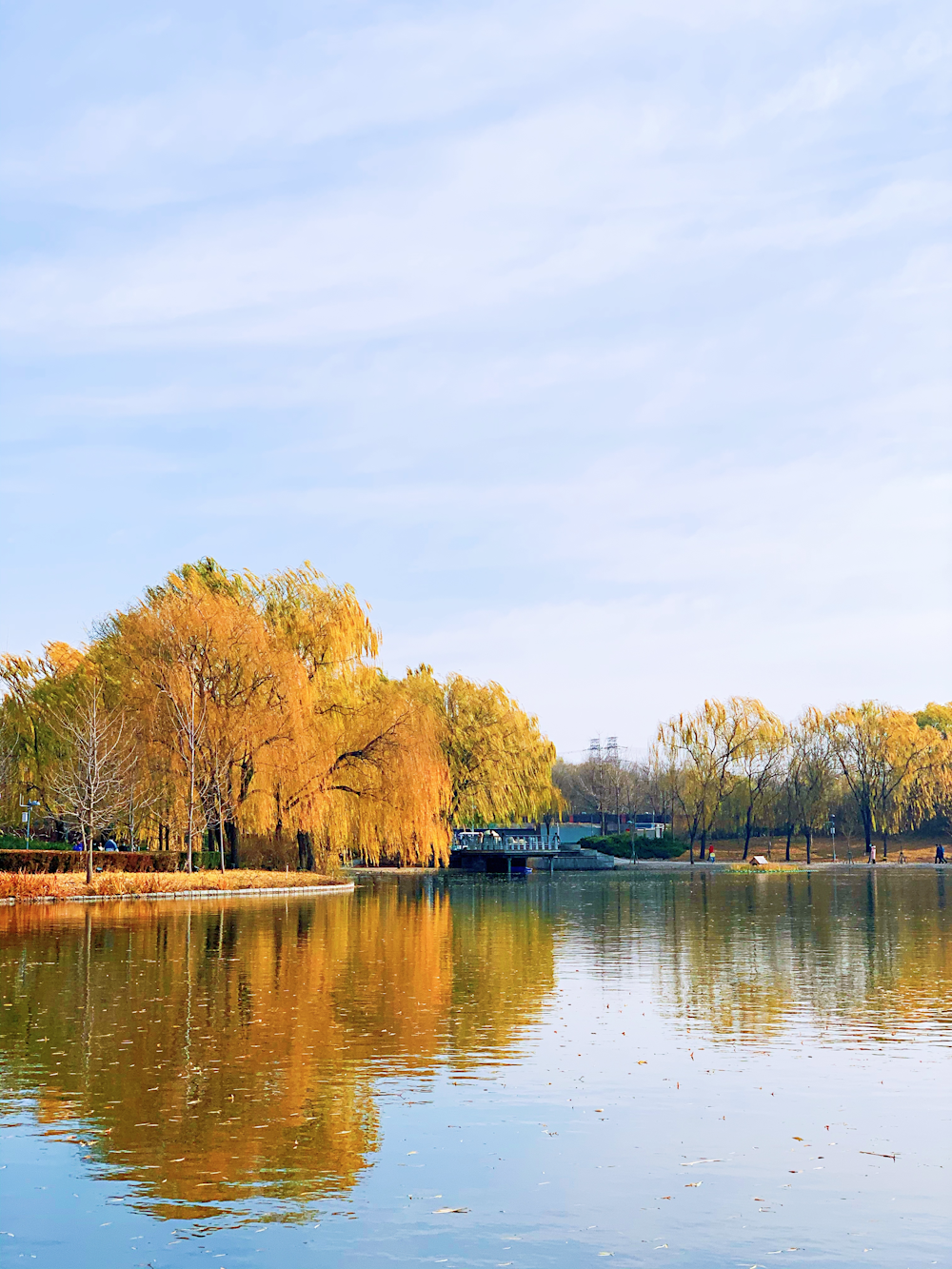 brown trees beside body of water during daytime