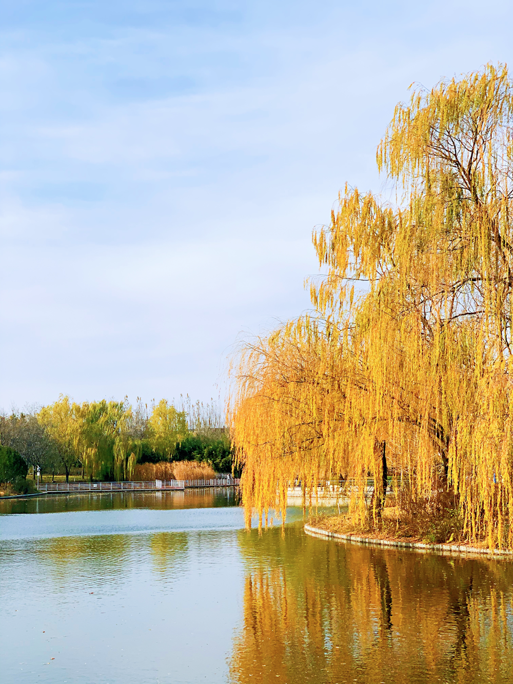 brown trees beside river under white clouds during daytime