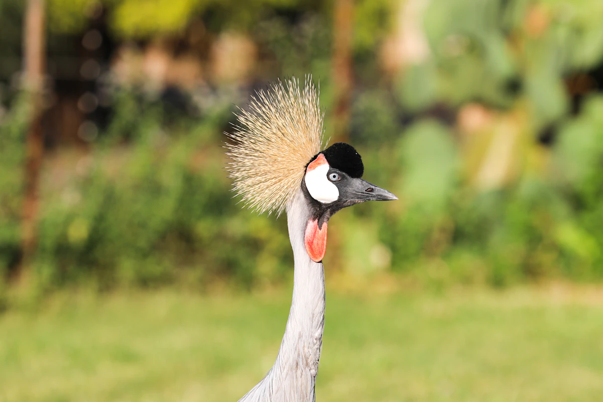 Close-up of a grey crowned crane showing its golden crown, white cheek patch and red throat wattle