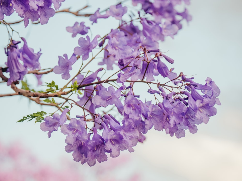 purple flowers in tilt shift lens