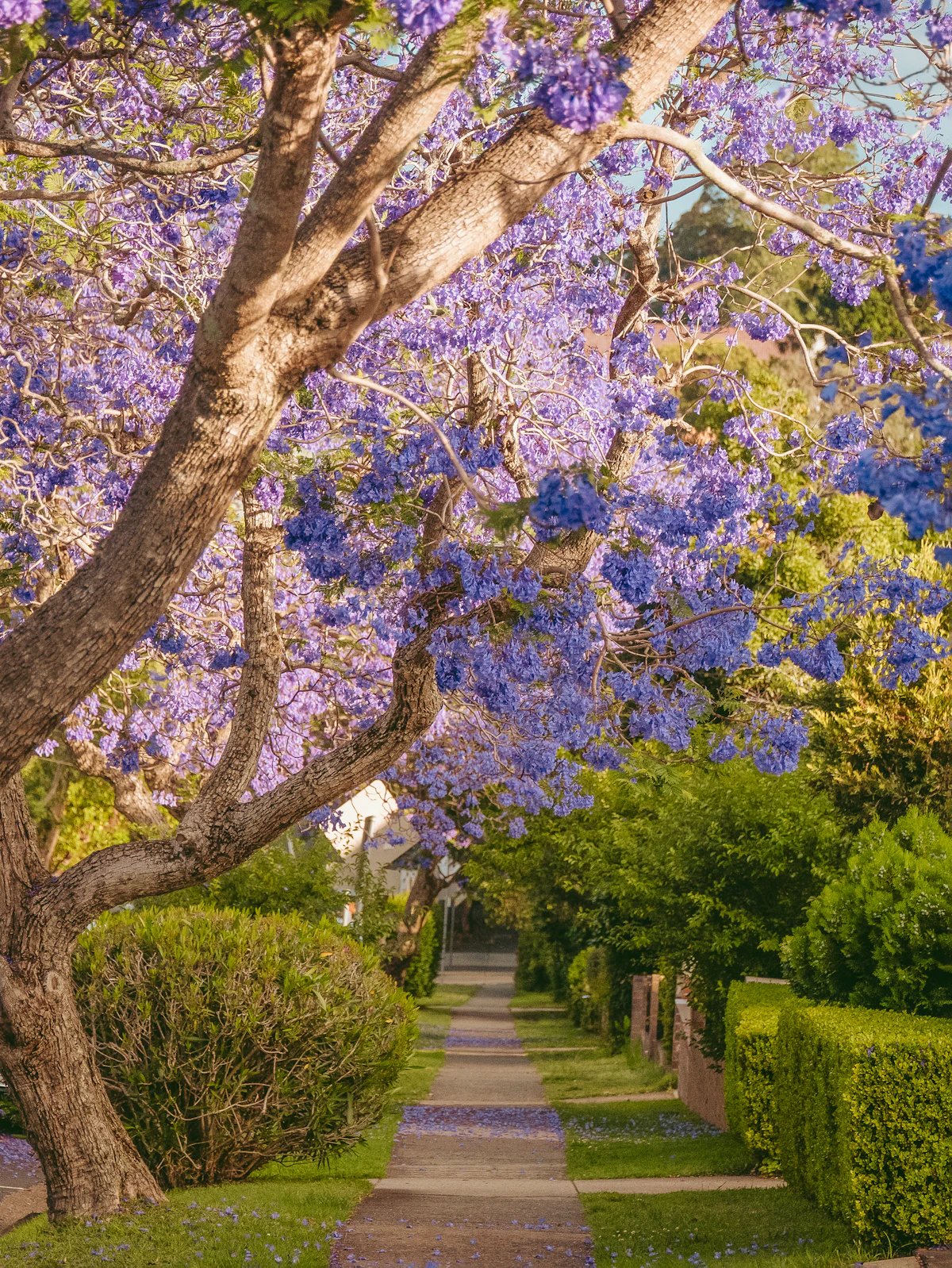 San Miguel de Allende April jacaranda blooms