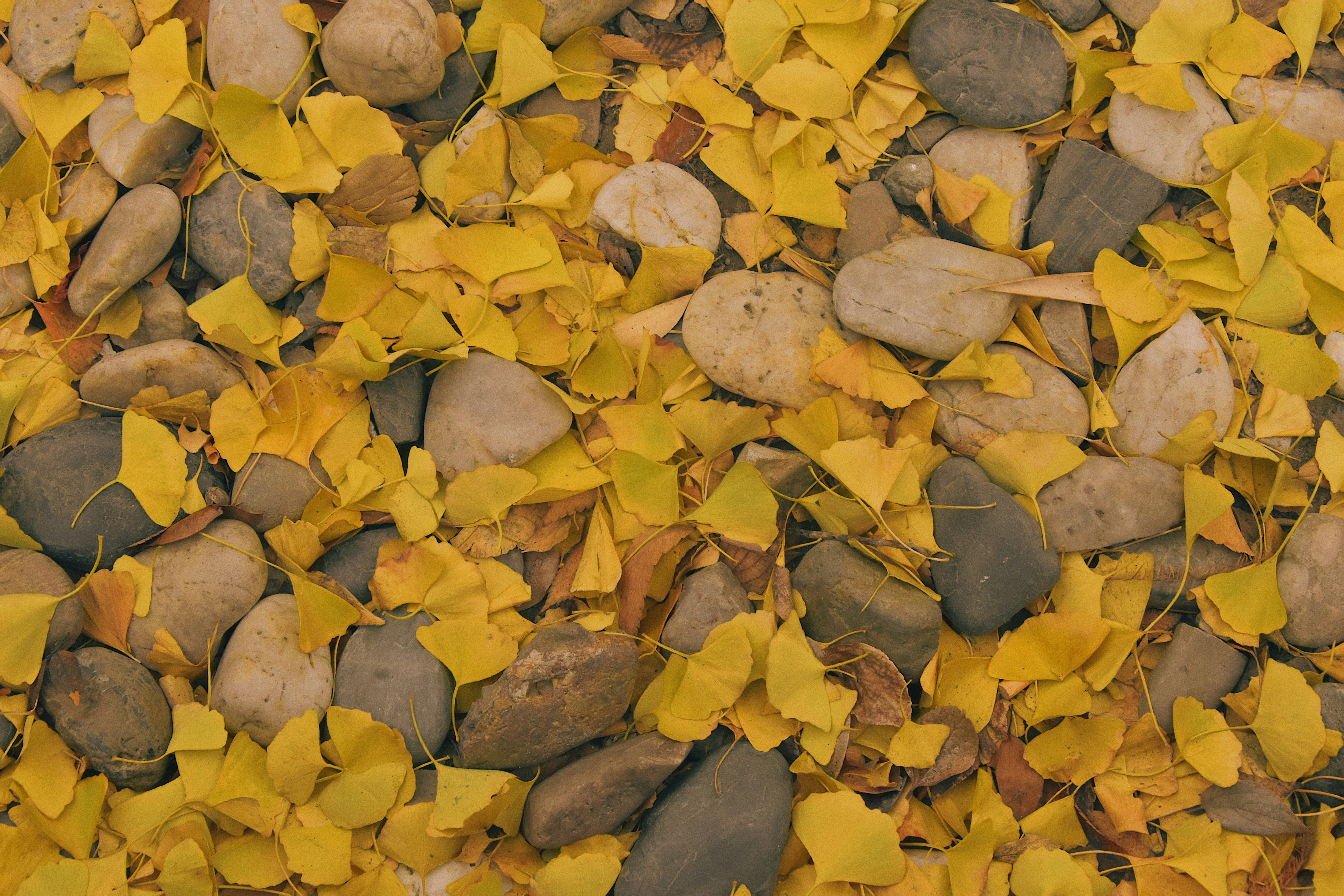 Photo by jizhidexiaohailang