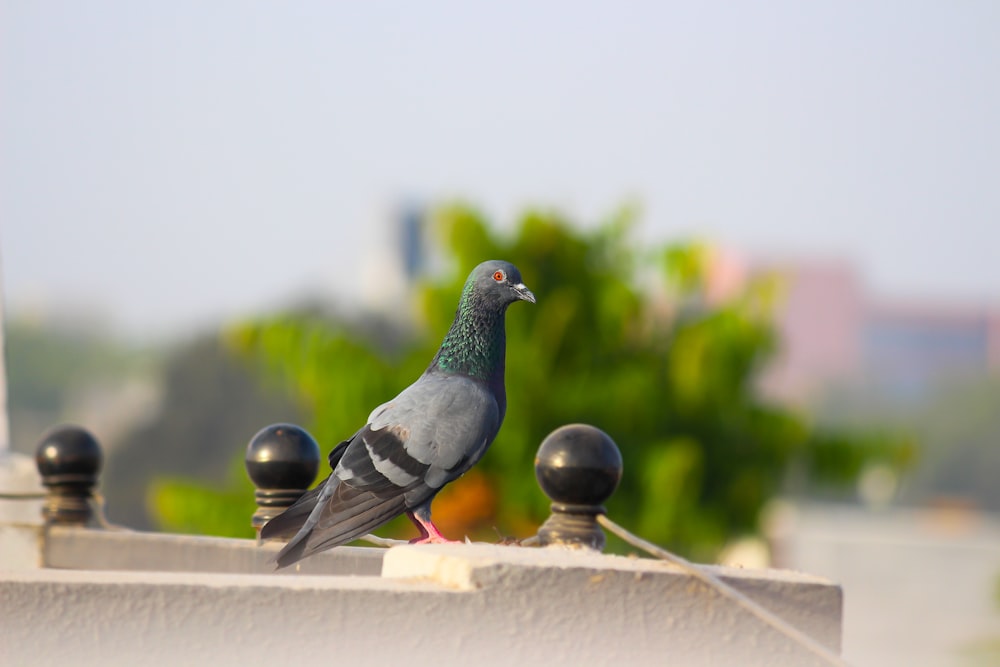 blue and black pigeon on white concrete fence during daytime