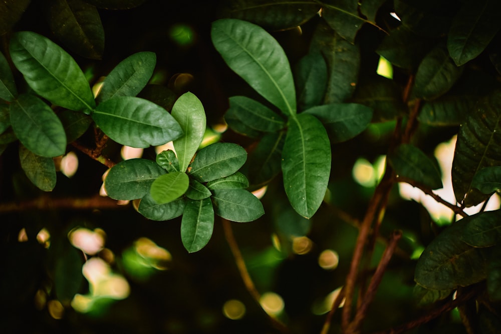 green leaves with water droplets