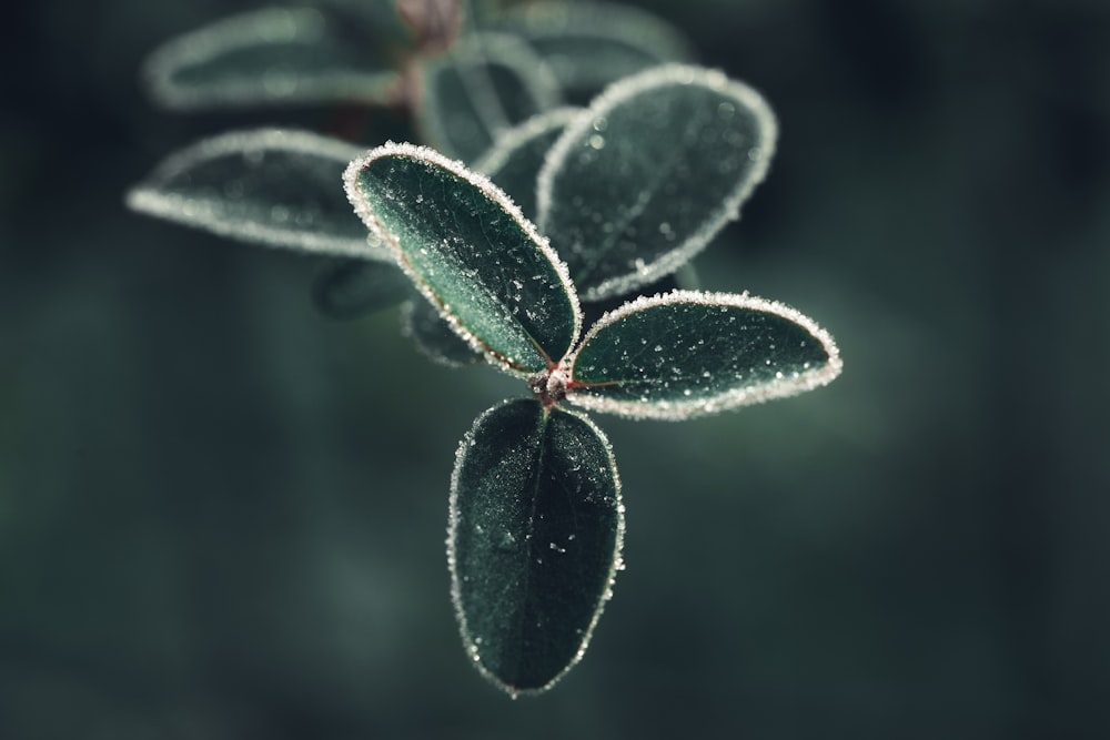 green leaf plant in close up photography