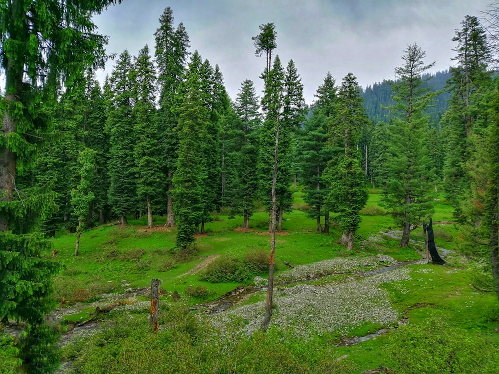 green pine trees on green grass field under blue sky during daytime