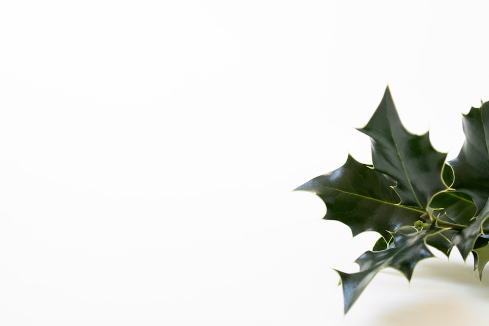 green leaves on white background