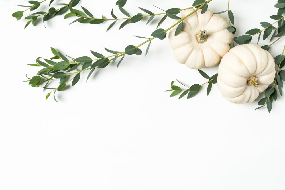 white flower with green leaves