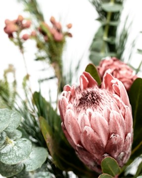 A close-up of a pink protea flower with its textured petals, surrounded by green leaves and eucalyptus stems. The focus is on the protea, creating a soft, natural aesthetic.