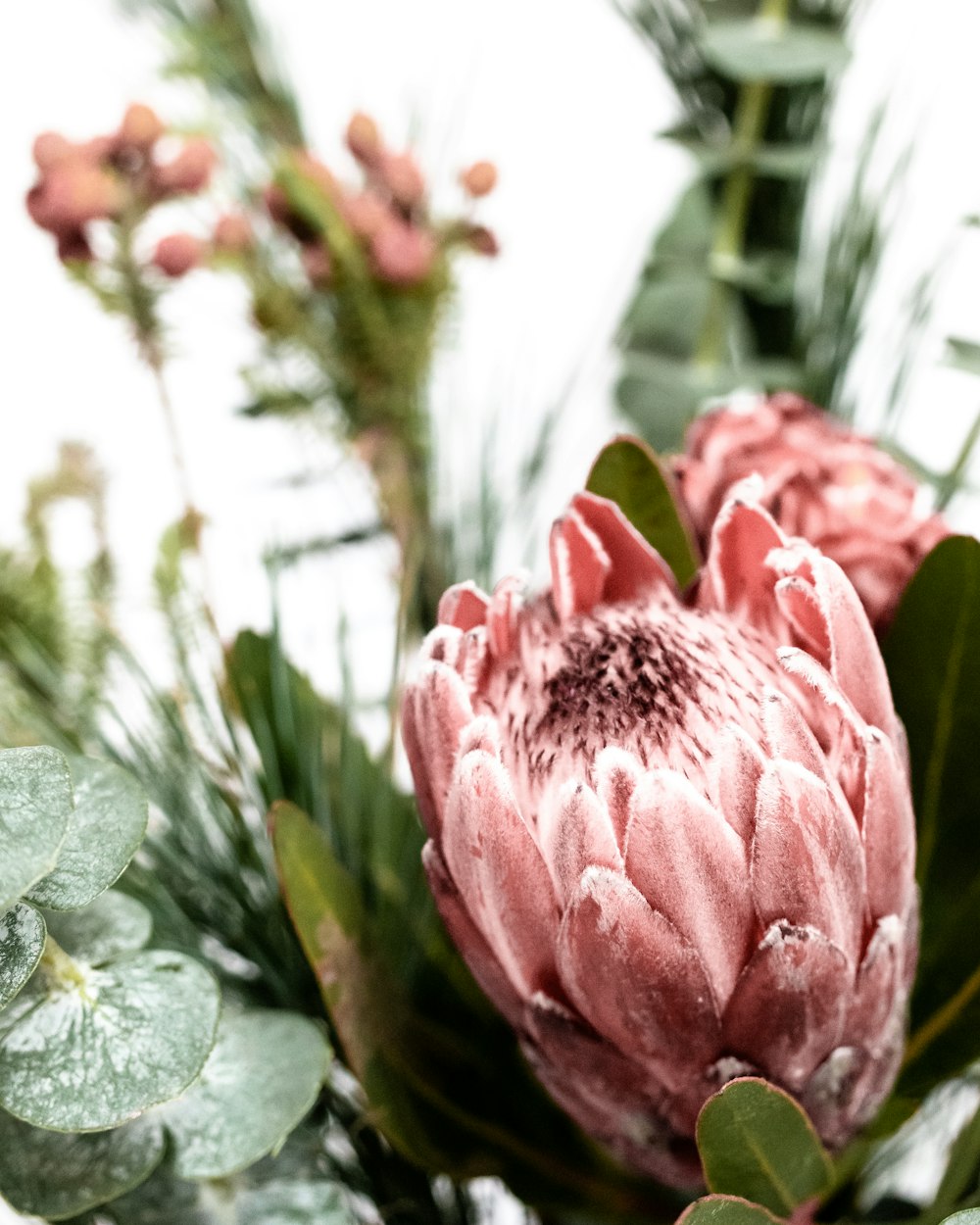 pink flower in tilt shift lens