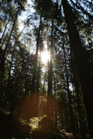 Sunlight filtering through tall pine trees onto a mossy forest floor.