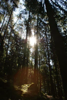 Sunlight filtering through pine trees onto a climber preparing gear at base camp.