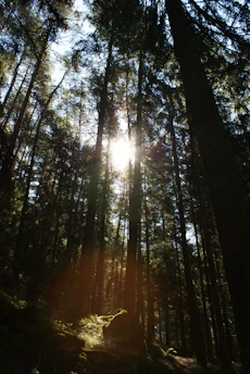 Sunlight filters through towering pine trees in a misty national park morning.